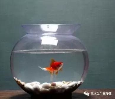 做生意養魚|做生意養魚風水講究